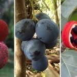Fruta com A