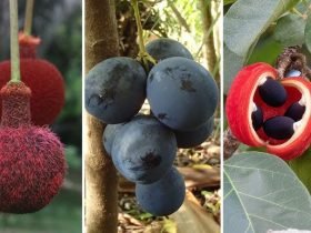 Fruta com A
