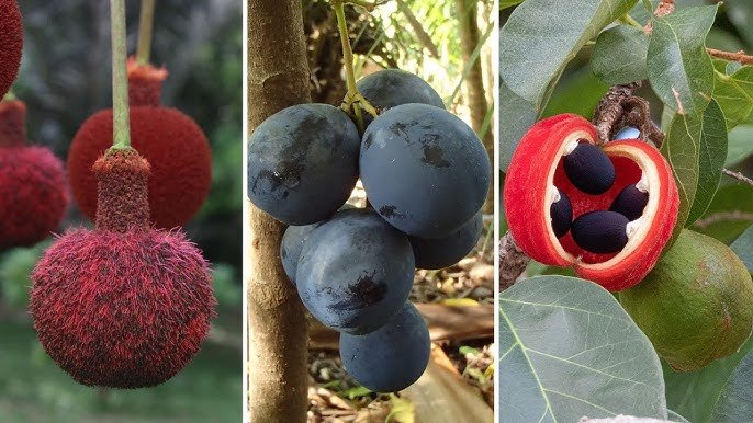 Fruta com A