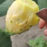 Fruta com a Letra I