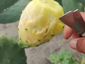 Fruta com a Letra I