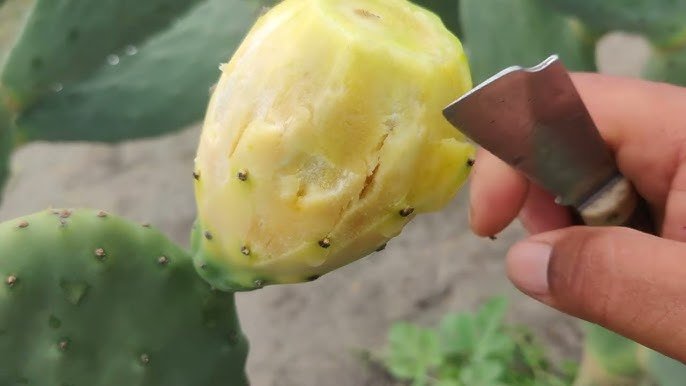 Fruta com a Letra I